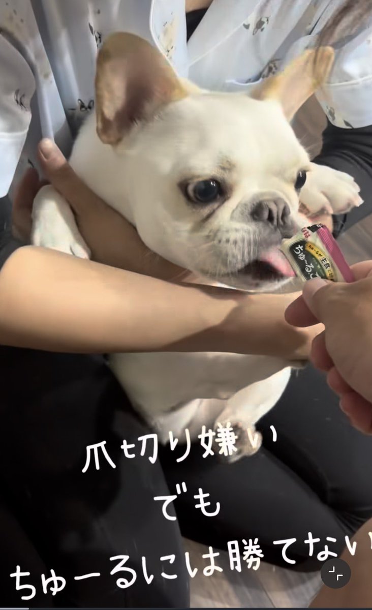 しろザウルス tweet media