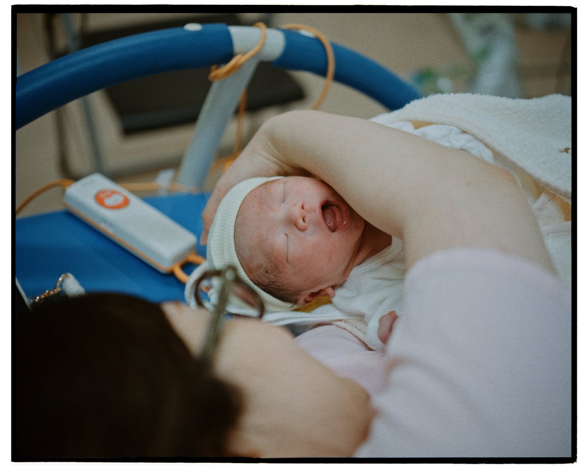 🌲🌲 tweet media