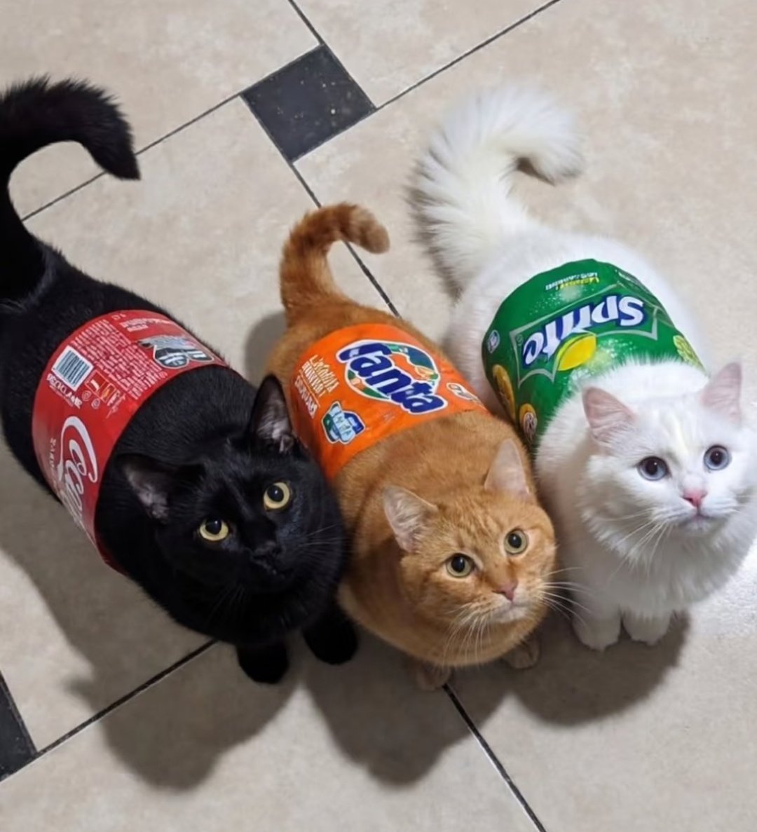 星野ふじ tweet media