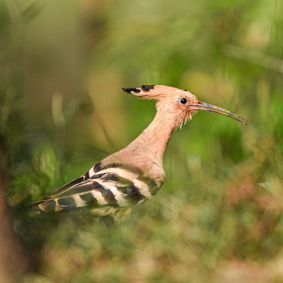 Vinaykumarshe14's tweet photo. Common Hoopoe
Hide 📸 Hebri Birding 
At Udupi Hebri Karnataka     🇮🇳
#hebribirding #Birdsofkarnataka
#Karnataka #NikonIndia
#BirdWatching
#wildlifephotography
#NaturePhotography
#Birds #Hide #BirdTwitter #ThePhotoHour 
#BirdLovers 
@IndiAves https://t.co/72zMqiax2s