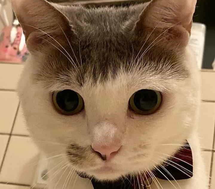 𖠋bluu🍋 tweet media