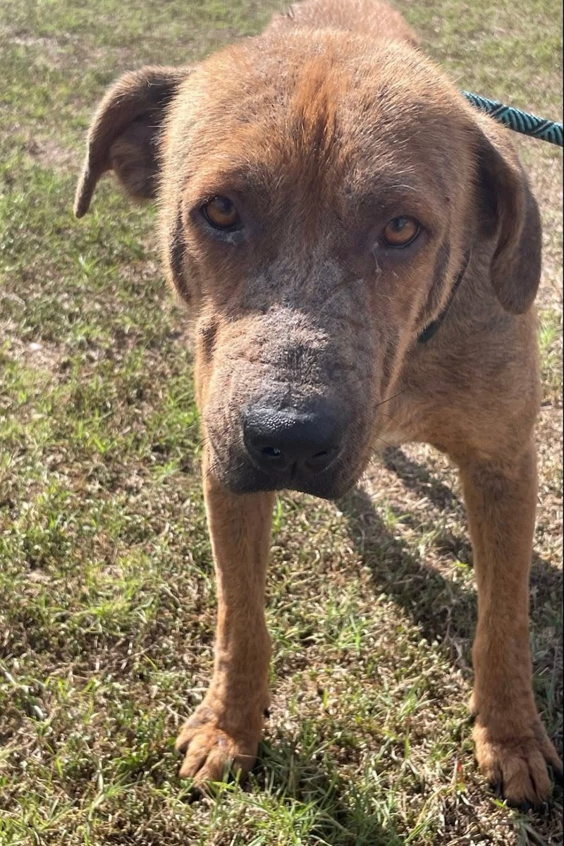 LisaBrabson's tweet image. HOUSTON #A386992 3yo
TEXAS 🇨🇱 SAVE THIS DARLING BOY 💔 
Sweet baby has Alopecia,causing Lichenification(hardening painful skin) stinky skin😭
He just needs a medicated bath,food &amp;amp; love
WE can get him all of that!
So sweet 
Plz #Adopt #Foster or #Pledge4Rescue 
#CorpusChristiACS