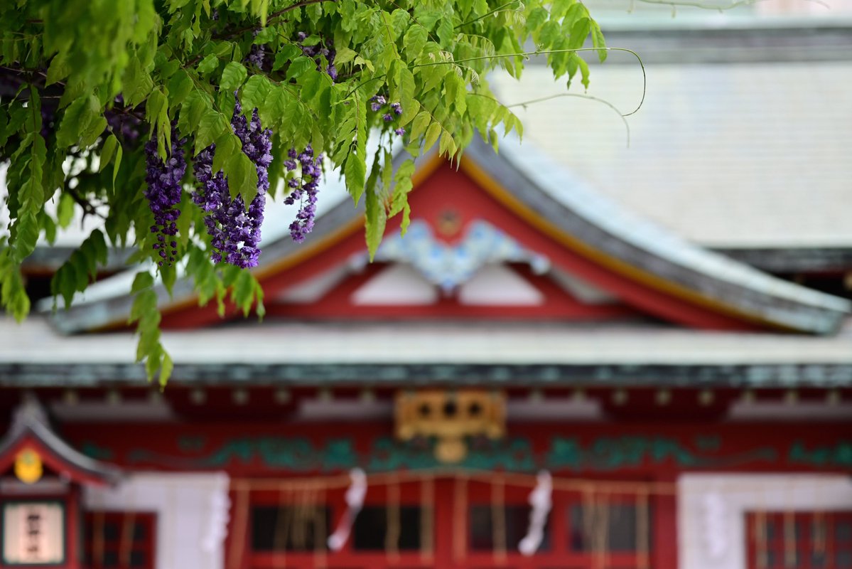 Taaaiiichii's tweet image. 神田明神の藤の花

 #キリトリセカイ
 #Nikon