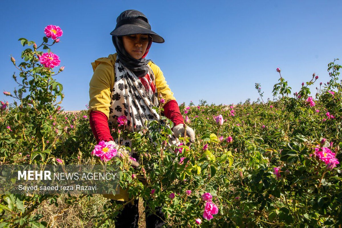 IraninCyprus's tweet photo. #Damask rose harvest has begun in #Kashan, #Iran. Farmers are gathering the fragrant blooms used to produce one of the world’s most valuable essential oils often called “liquid gold.”

Ξεκίνησε η συγκομιδή τριαντάφυλλων #Νταμασκηνής στην #Κασάν του #Ιράν. 
#گلاب
#کاشان
#ایران https://t.co/lUTrMQnYXq