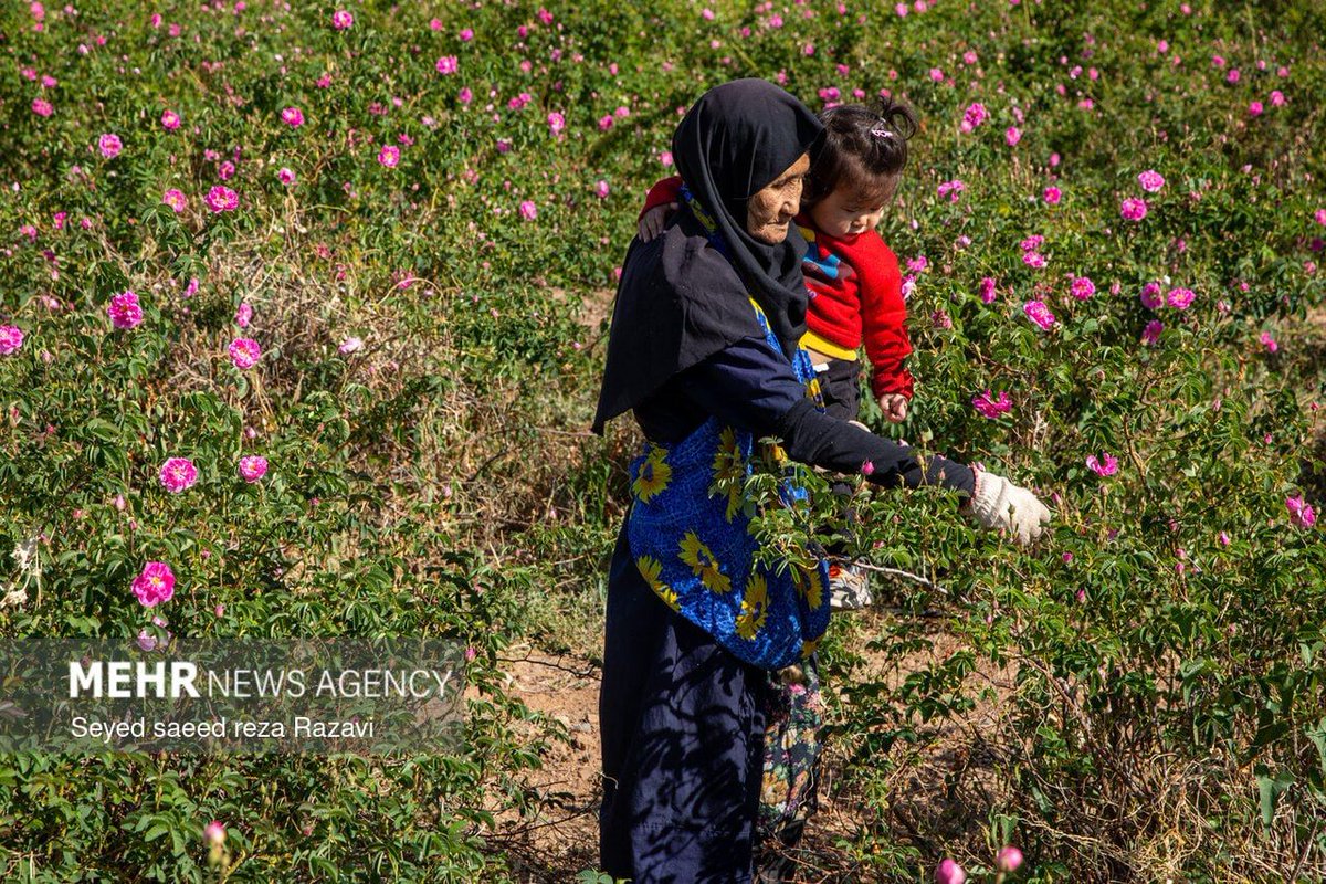 IraninCyprus's tweet photo. #Damask rose harvest has begun in #Kashan, #Iran. Farmers are gathering the fragrant blooms used to produce one of the world’s most valuable essential oils often called “liquid gold.”

Ξεκίνησε η συγκομιδή τριαντάφυλλων #Νταμασκηνής στην #Κασάν του #Ιράν. 
#گلاب
#کاشان
#ایران https://t.co/lUTrMQnYXq