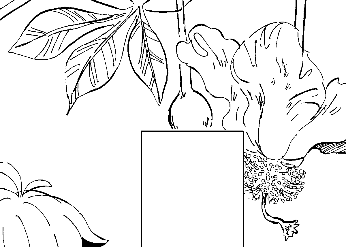 これは描いたけど展示室違うくね?でボツにされるバオバブの花 
