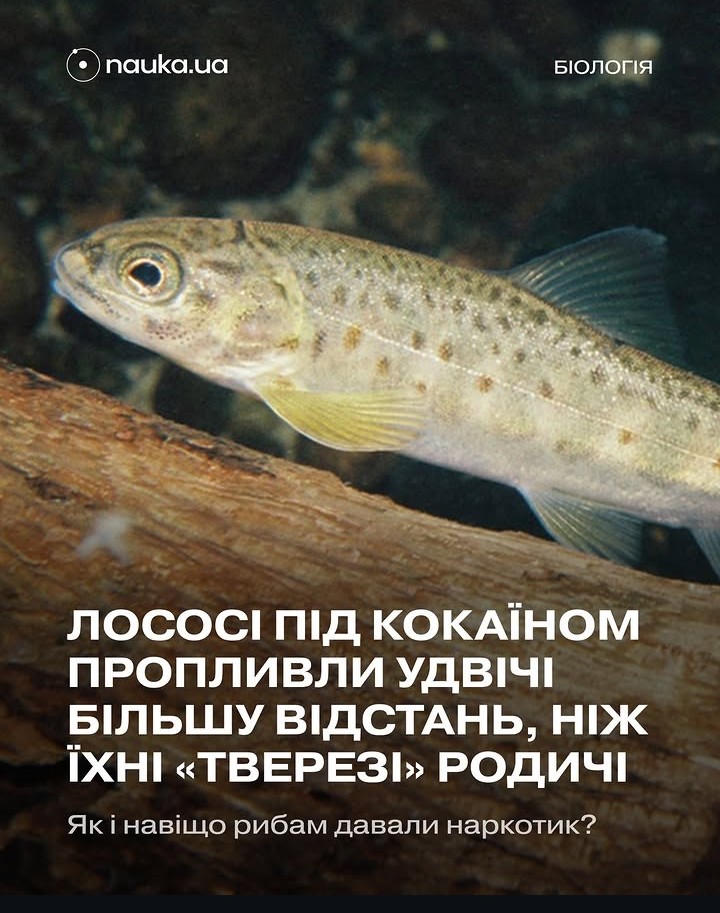 Корупційний БАЗИЛІК по 450 tweet media
