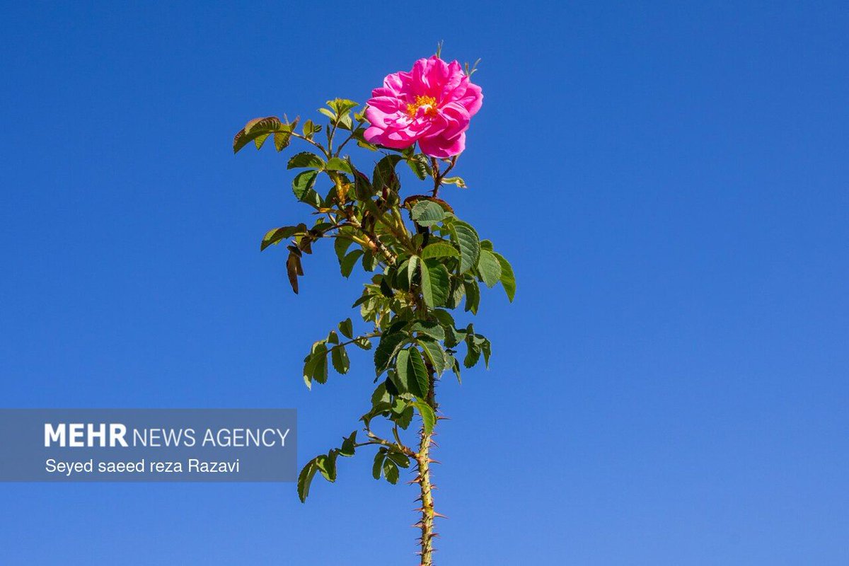 #Damask rose harvest has begun in #Kashan, #Iran. Farmers are gathering the fragrant blooms used to produce one of the world’s most valuable essential oils often called “liquid gold.”

Ξεκίνησε η συγκομιδή τριαντάφυλλων #Νταμασκηνής στην #Κασάν του #Ιράν. 
#گلاب
#کاشان
#ایران