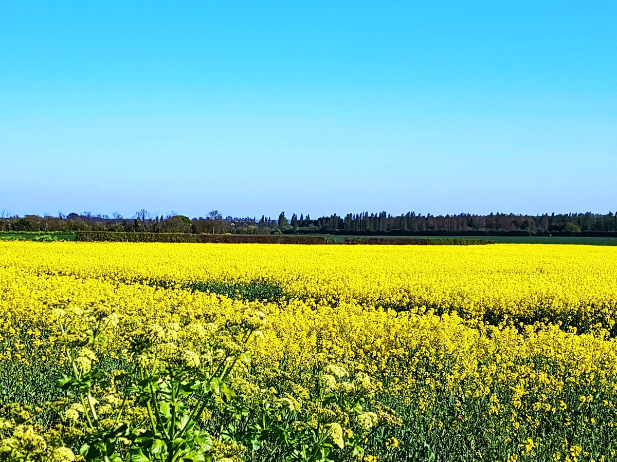 Battagliart's tweet image. 💕 Dazzling yellow " fields of sunshine " ☀️🤗☀️ ( oil seed rape ) seen from my art room at home . . . with a beautiful heady fragrance wafting in on the breeze 💕
#felds #colours #farmland #home #Essex