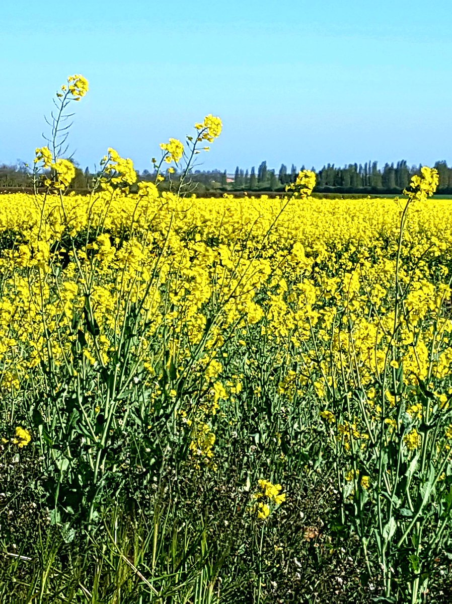 Battagliart's tweet image. 💕 Dazzling yellow " fields of sunshine " ☀️🤗☀️ ( oil seed rape ) seen from my art room at home . . . with a beautiful heady fragrance wafting in on the breeze 💕
#felds #colours #farmland #home #Essex