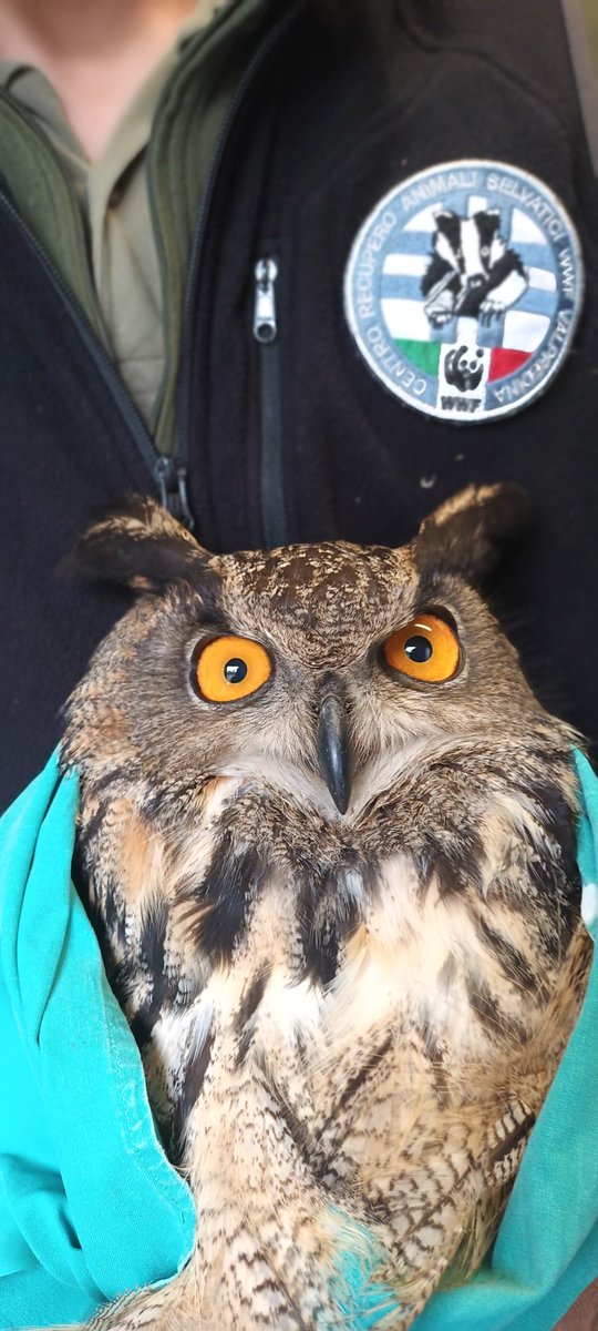 WWFitalia's tweet image. Un altro crimine di #natura, nel bresciano un gufo reale è stato ucciso a fucilate
Vani i  tentativi di salvarlo nel Centro recupero #Animali selvatici #WWF di Valpredina
Basta #bracconaggio!
👇
bit.ly/48crewu