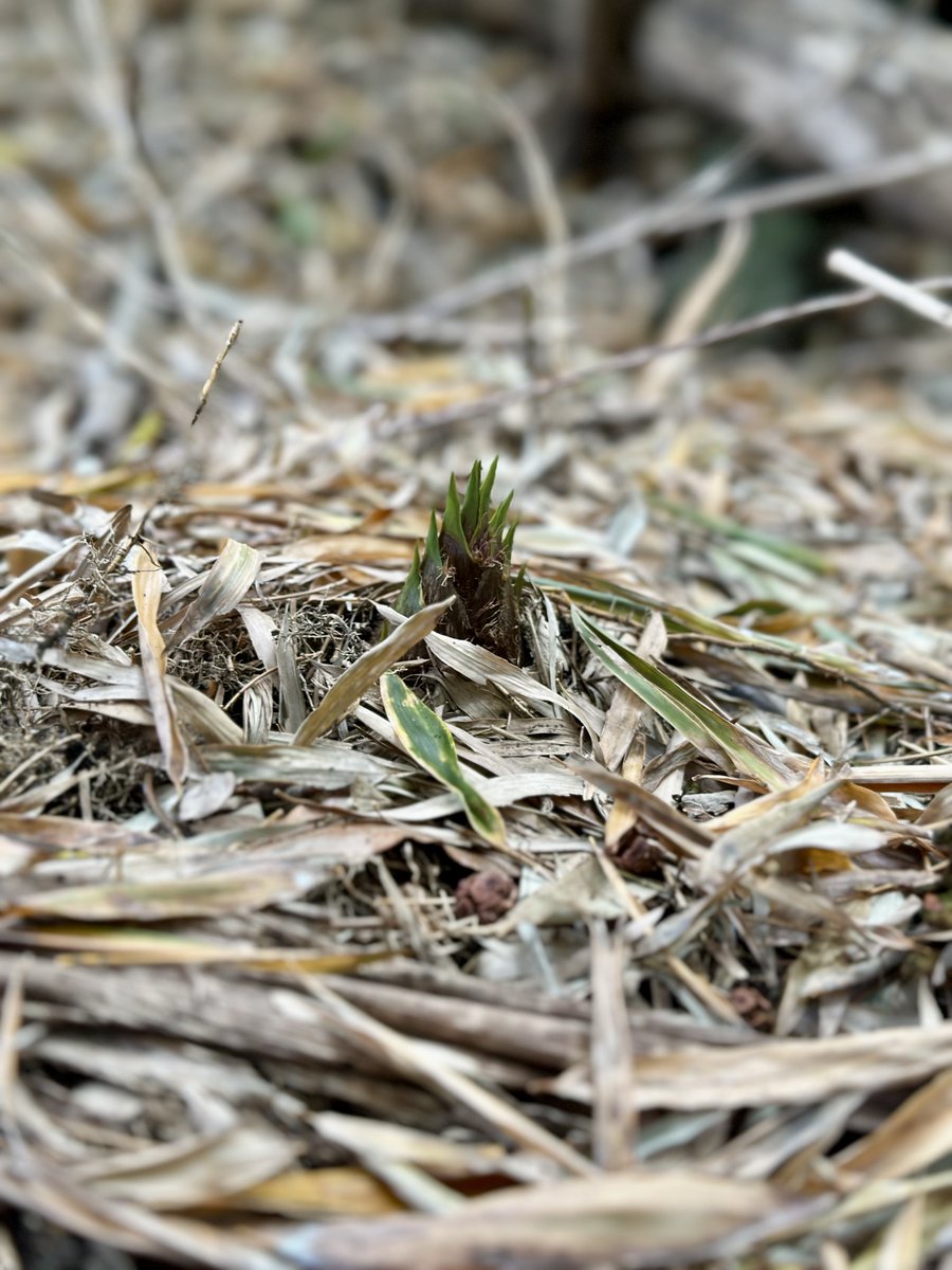 今日はたけのこ休暇でした