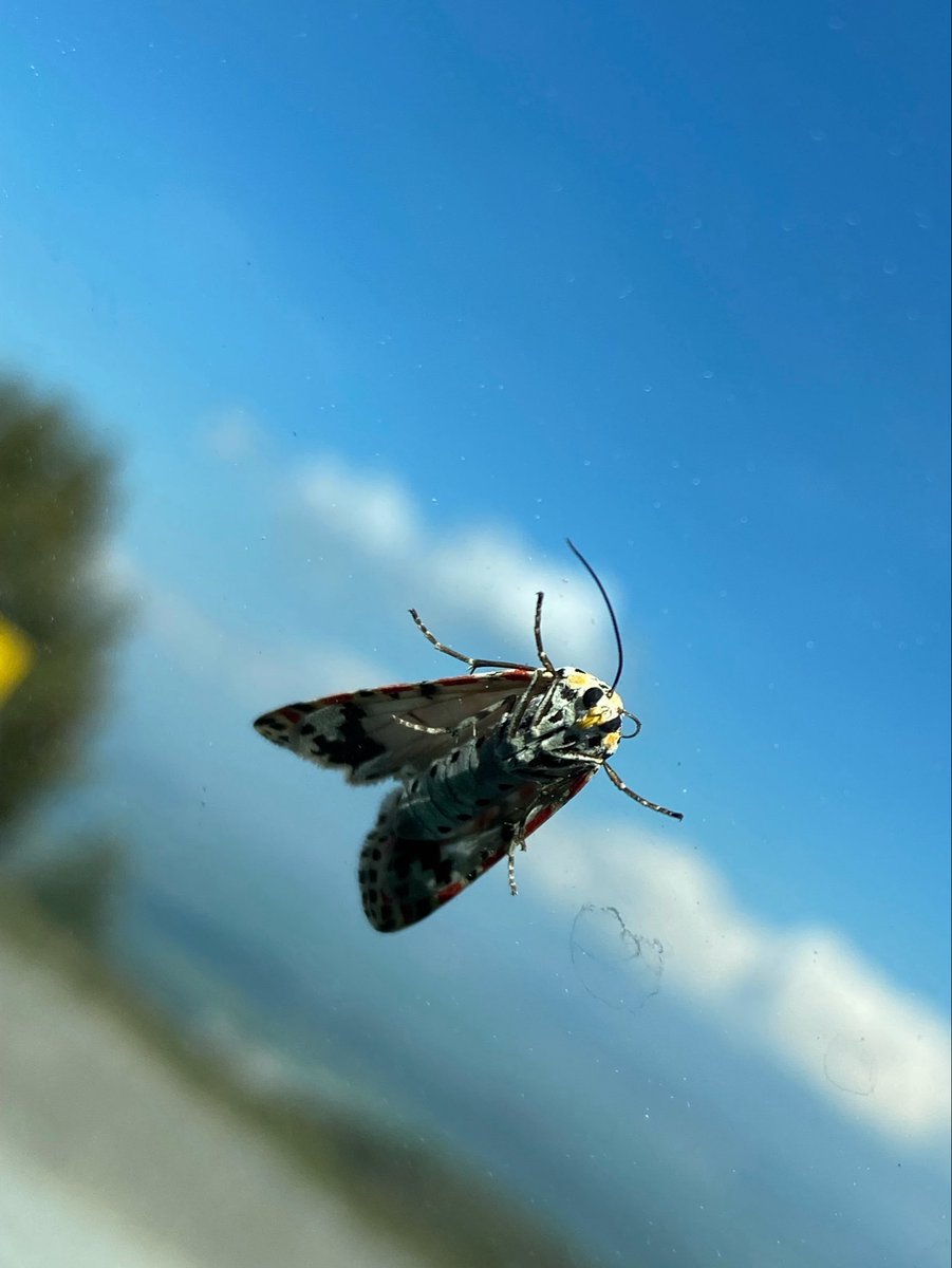 Adem Demir tweet media