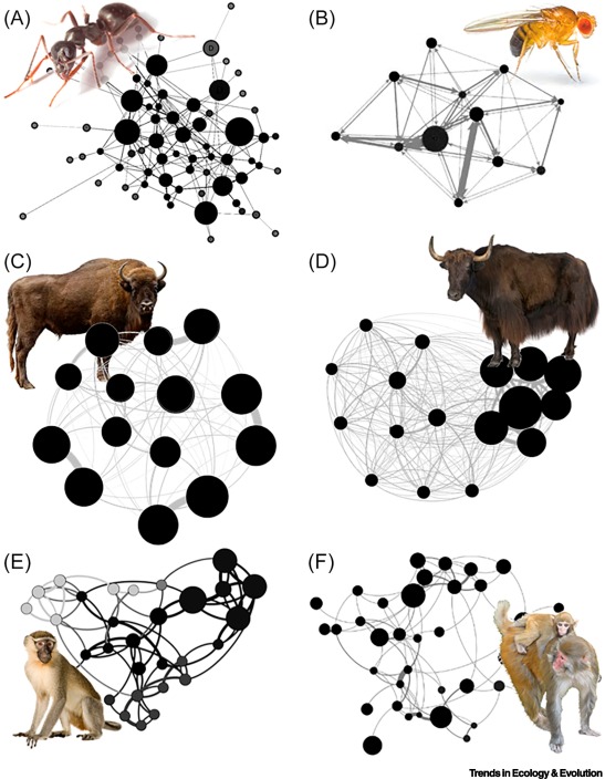 Trends in Ecology & Evolution tweet media
