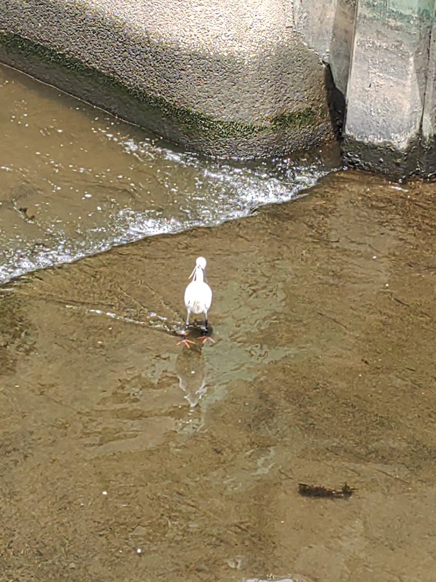 ことぶきつかさ tweet media