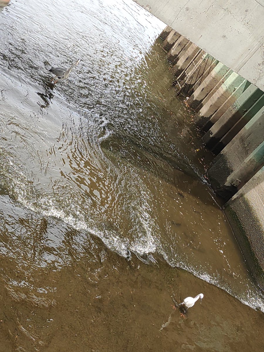 ことぶきつかさ tweet media