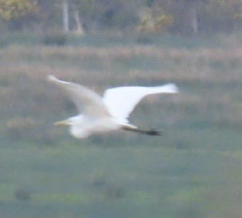 BarneyBirder's tweet photo. Went to the Inny estuary this morning to search unsuccessfully for the white stork that was observed by John Quinlan the previous evening but  spotted this great white egret instead https://t.co/1WVMGXq2LM