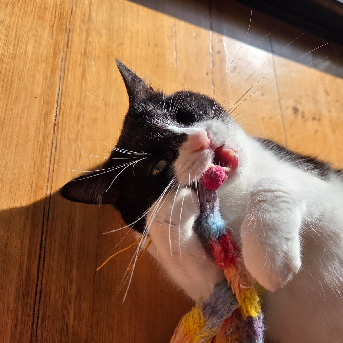 pickleisicky's tweet photo. tomorrow is mine gotcha day! https://t.co/d2k1NlgXtq