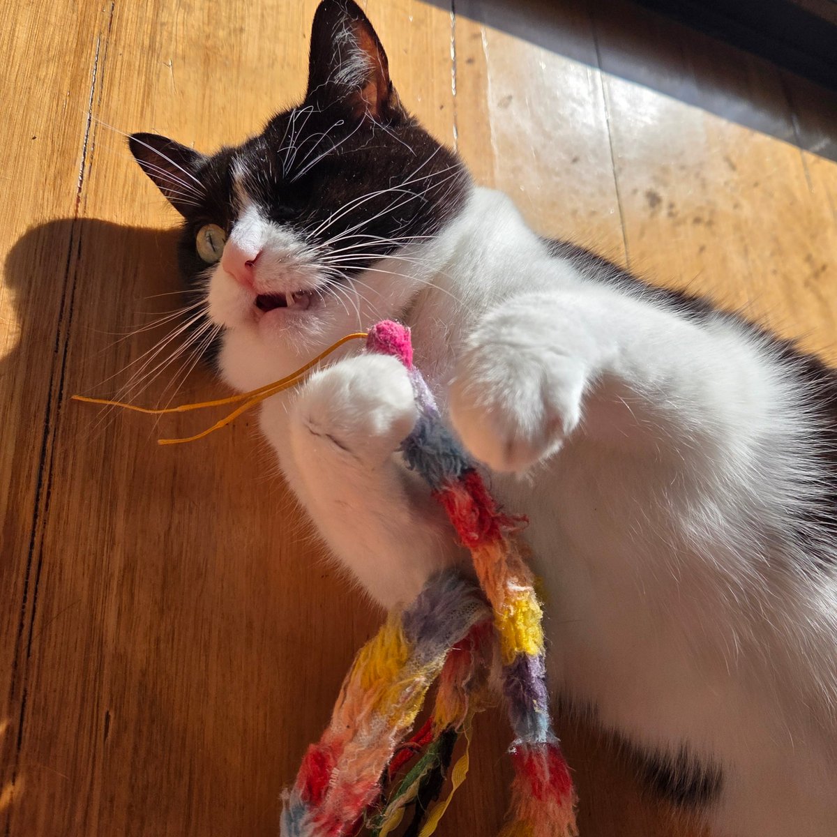 pickleisicky's tweet photo. tomorrow is mine gotcha day! https://t.co/d2k1NlgXtq