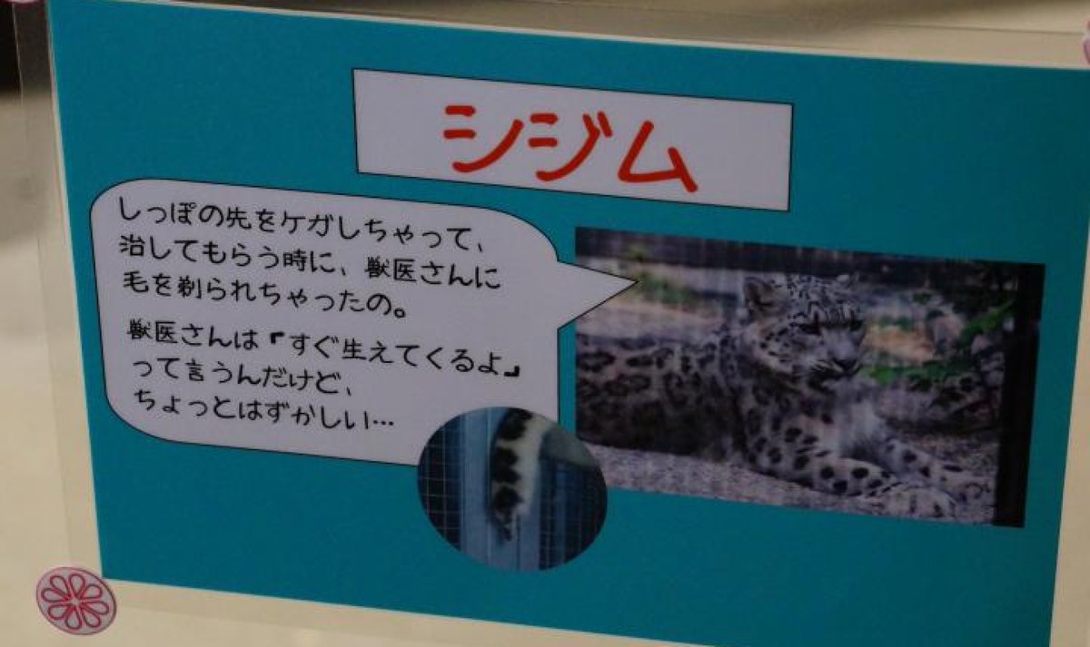 komabaZooPhoto's tweet image. データ整理で発見したシジムのシッポです

#ユキヒョウ #snowleopard #シジム