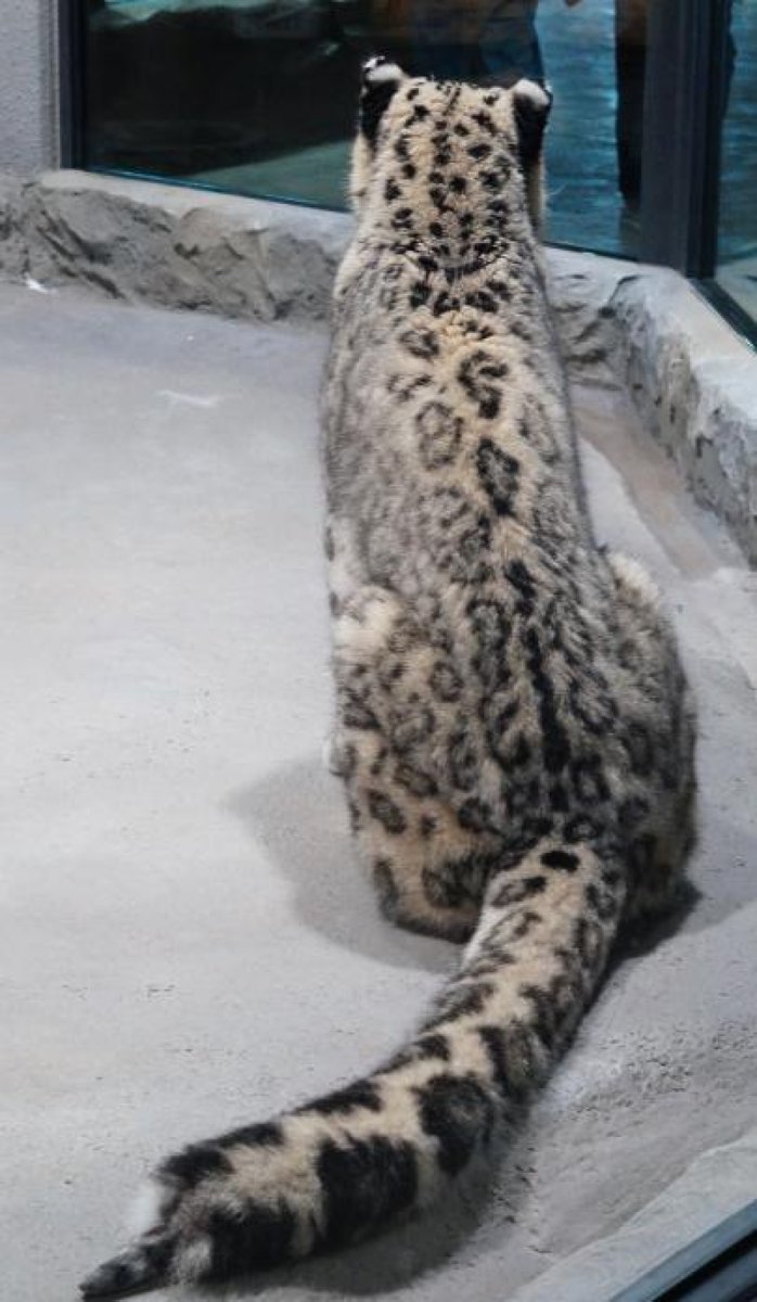 komabaZooPhoto's tweet image. データ整理で発見したシジムのシッポです

#ユキヒョウ #snowleopard #シジム