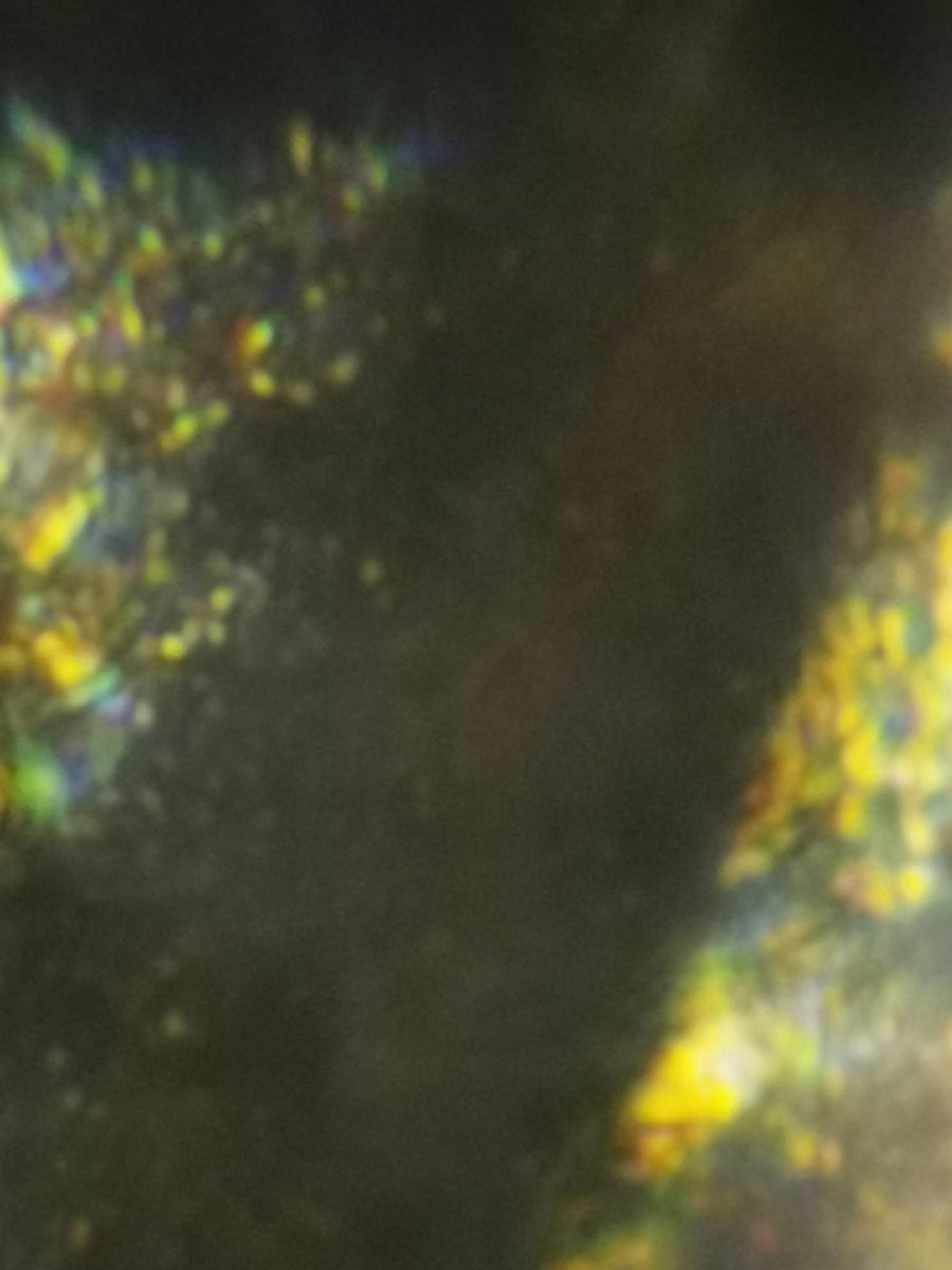 Hidy_bouree's tweet image. J'ai pris un 🔬 pour regarder une aile de coccinelle 🐞. Très jolie ! #coccinelle #dumb