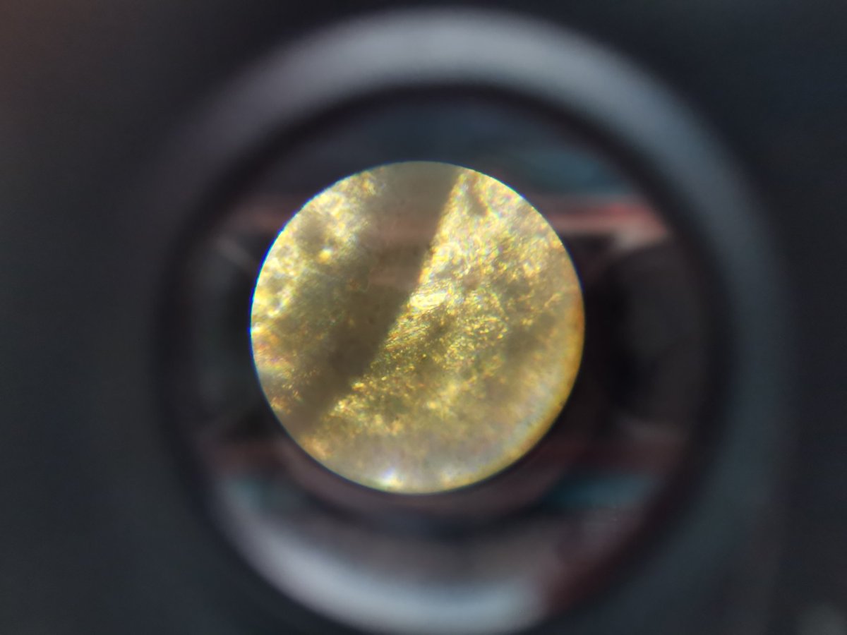 Hidy_bouree's tweet image. J'ai pris un 🔬 pour regarder une aile de coccinelle 🐞. Très jolie ! #coccinelle #dumb
