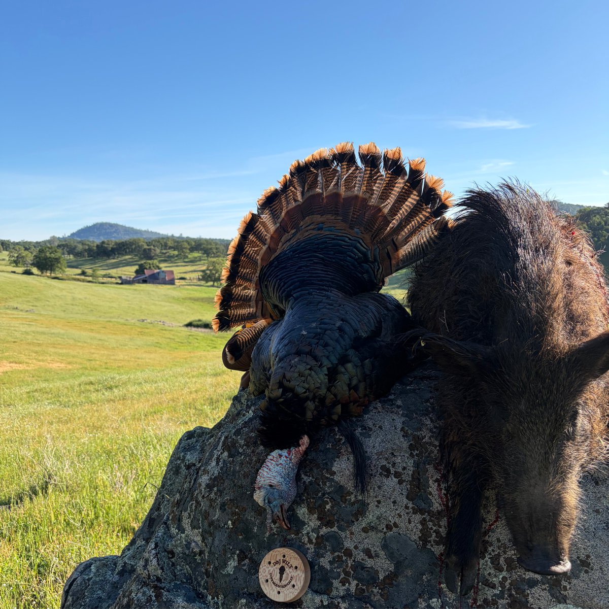 FDMOutfitters's tweet photo. 🔥 Field Staff Shout-Out 🔥

Big congrats to Ryan Watts on a killer California trip—tagged a gobbler 🦃 and a Russian boar 🐗 💪

PA… you’re up next. Turkey season opens May 2.
Get after it and don’t forget to enter our Spring Gobbler Contest:
🥇 $100 | 🥈 $50 | 🥉 $25
Bring your bird in within 48 hrs to get scored.
#TurkeySeasonPA #SpringGobbler #FreedomOutfitters