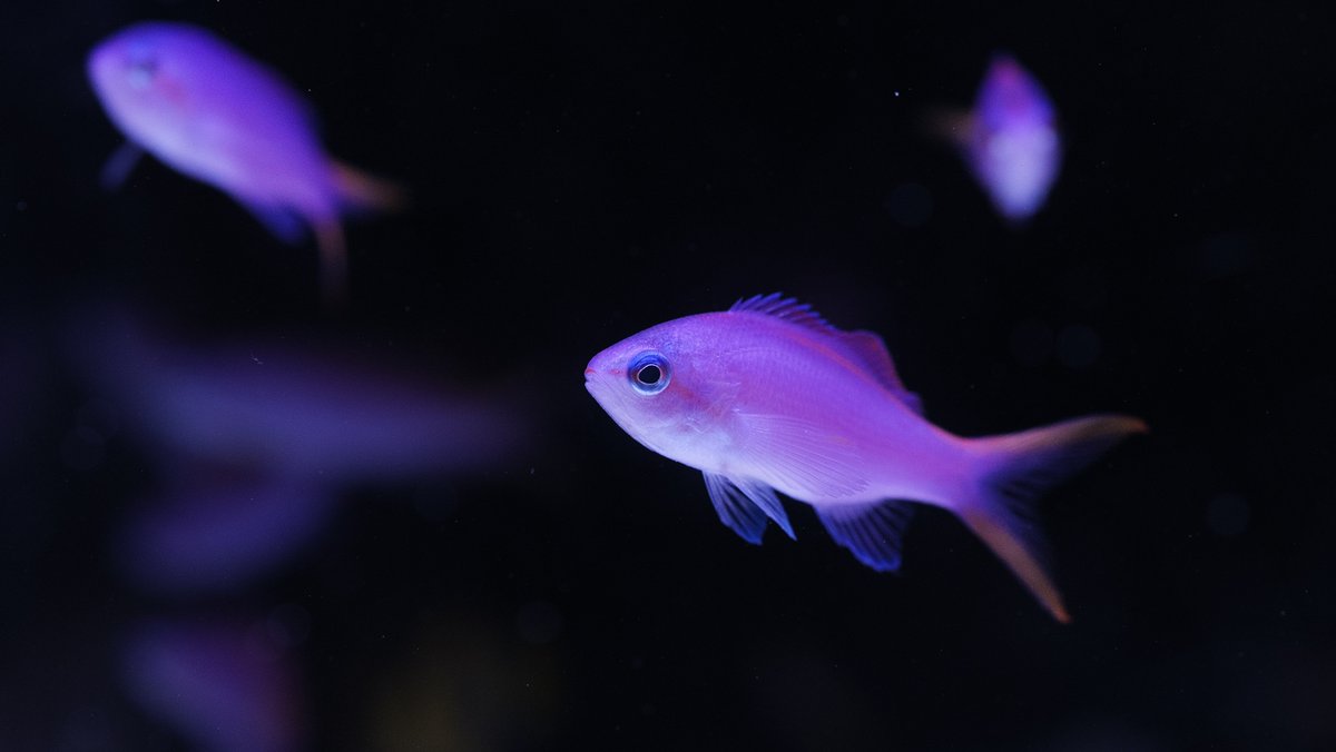 在庫中のハナダイ各種
あなたはどれがお好み？？

沖縄キンギョベビーは残り僅かです。

reef-trigger.shop/?mode=cate&cbi…