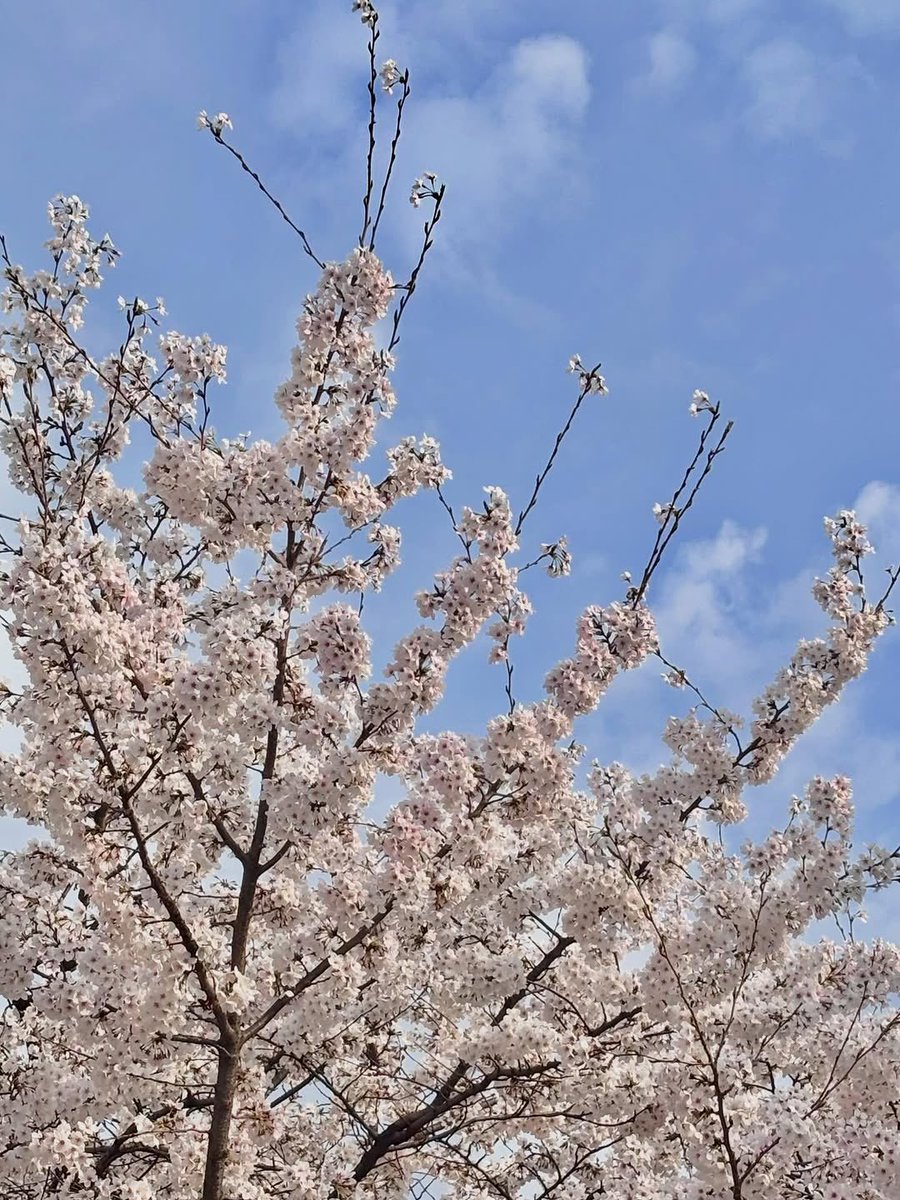 hy_ewon's tweet photo. Dolled in white like I knew the blossoms were coming. Spring has this way of making everything feel like a fairytale and I am not complaining one bit. 🌸🤍 https://t.co/znimwsF54b