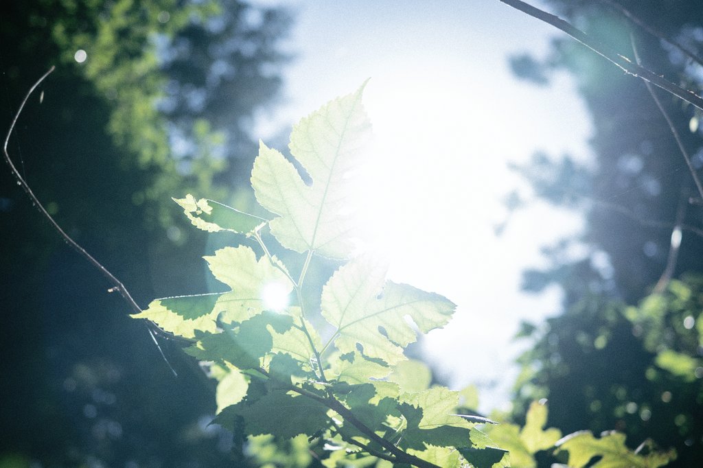 taku_817's tweet image. 光合成。

🌿

#Nikon
#キリトリセカイ