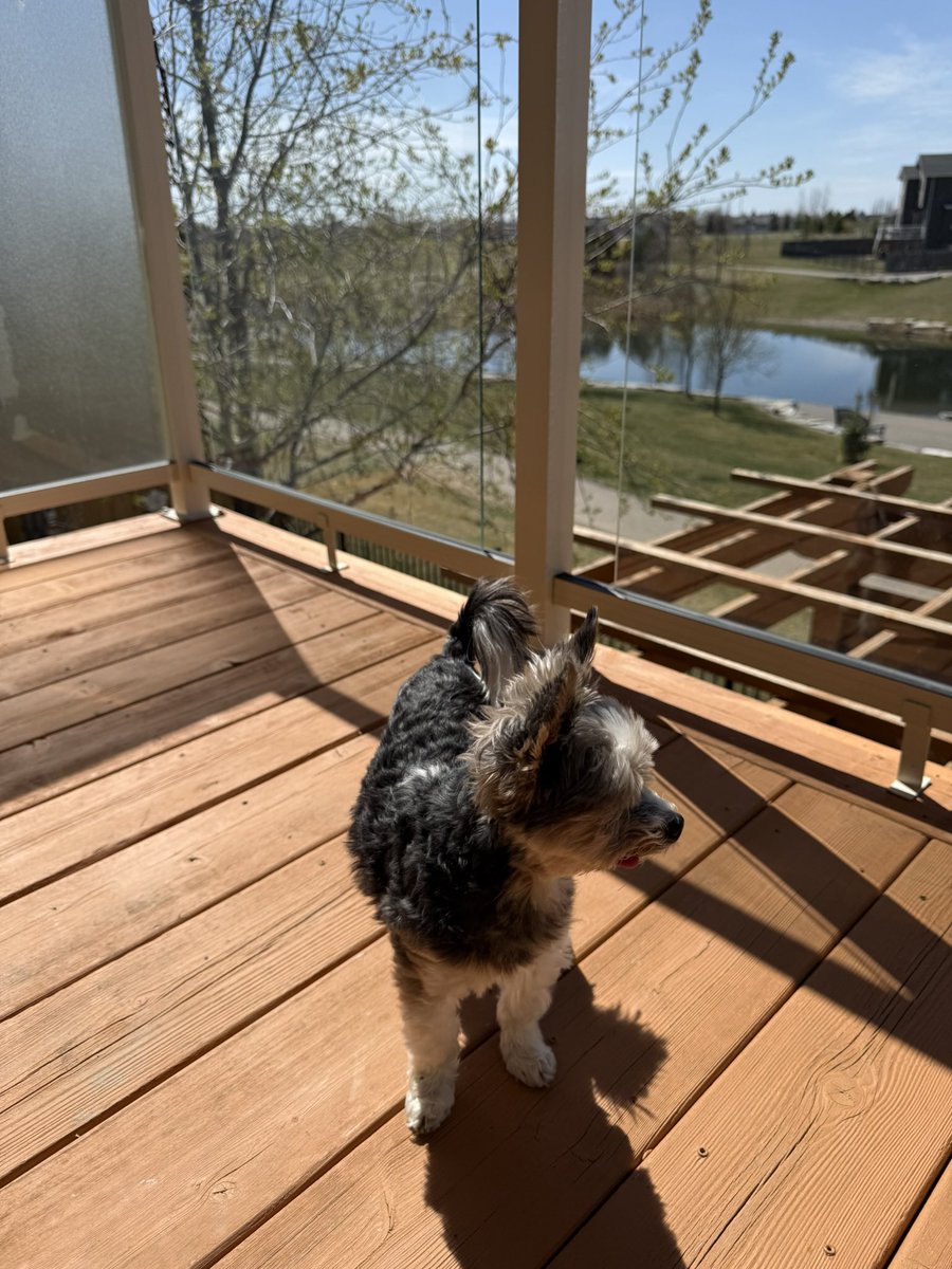 Cory & Gio 🐾🇨🇦 tweet media