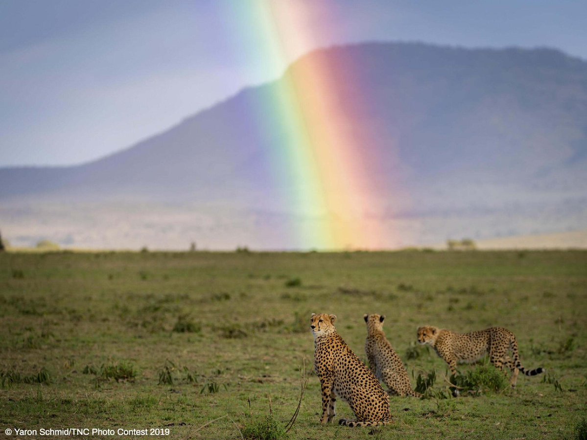 The Nature Conservancy tweet media