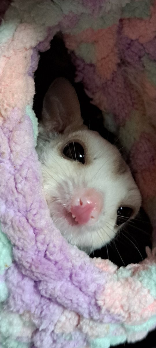 1mi9's tweet photo. ララは揃った出っ歯。
ルルは。。ん？なんか欠けてる？出っ歯だね。
間抜けでかわいぃ。 https://t.co/qJlstGm0xV