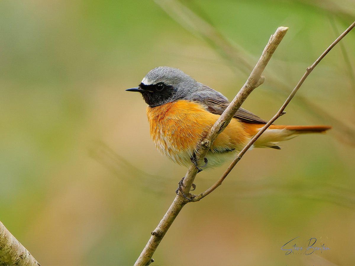 bentos1368's tweet image. The beautiful Redstart,   what a stunning spring  visitor to Wales
@RSPBCymru @BTO_Cymru @WTSWW #Redstart #om1