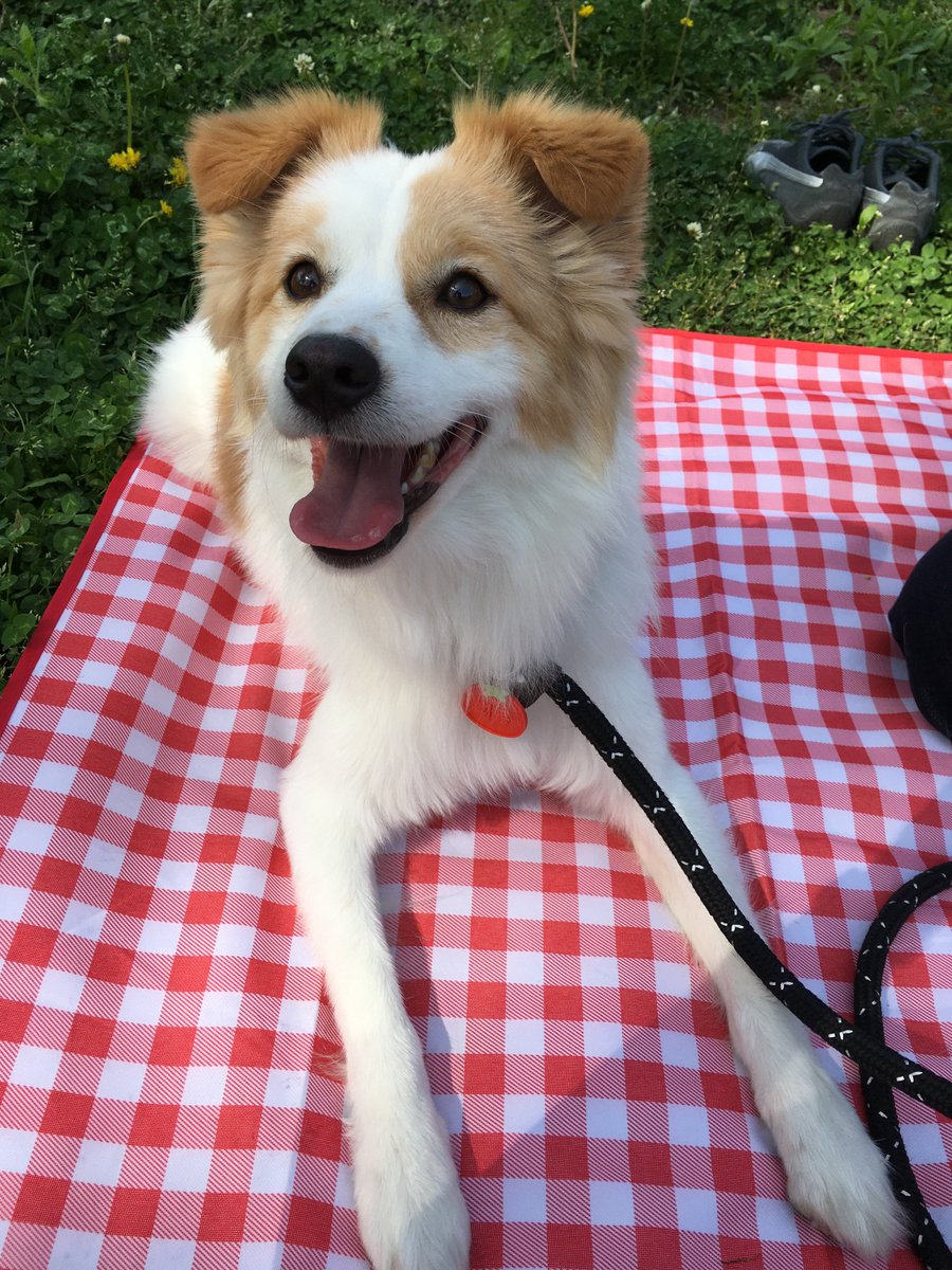 개. 희똥 tweet media