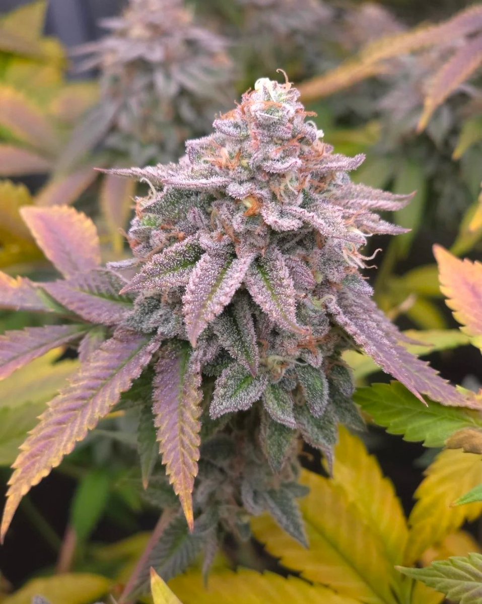 Uproot Cannabis tweet media