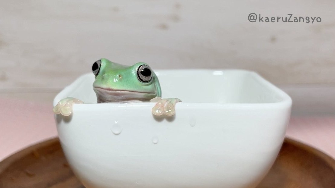 🇯🇵かえる 🇺🇸Frog tweet media