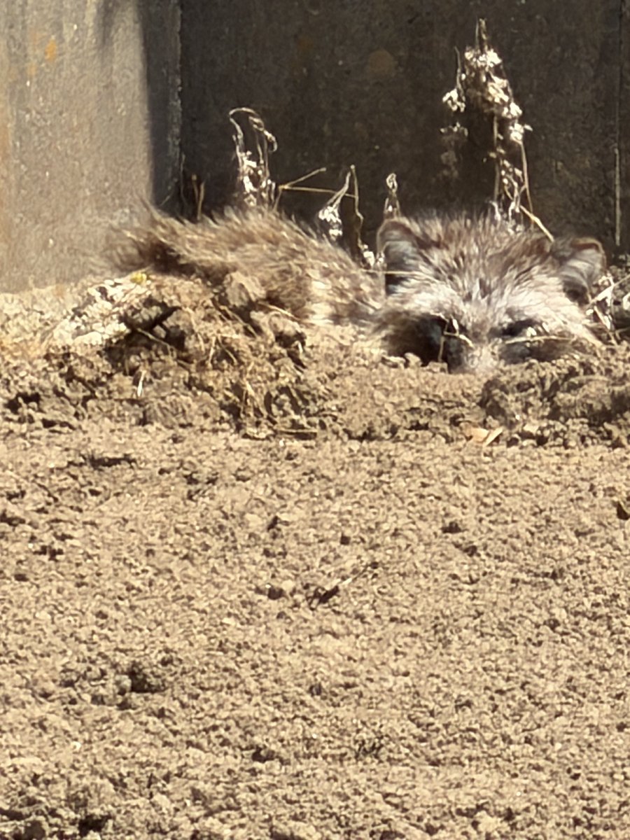 まーさです tweet media