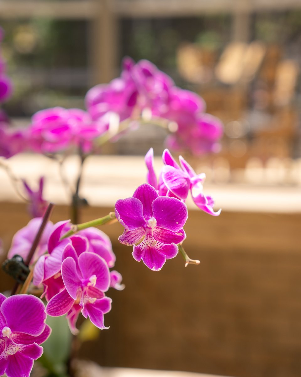 USouthFlorida's tweet image. Celebrating Earth Day at the #USF Botanical Gardens! 🌎🌿