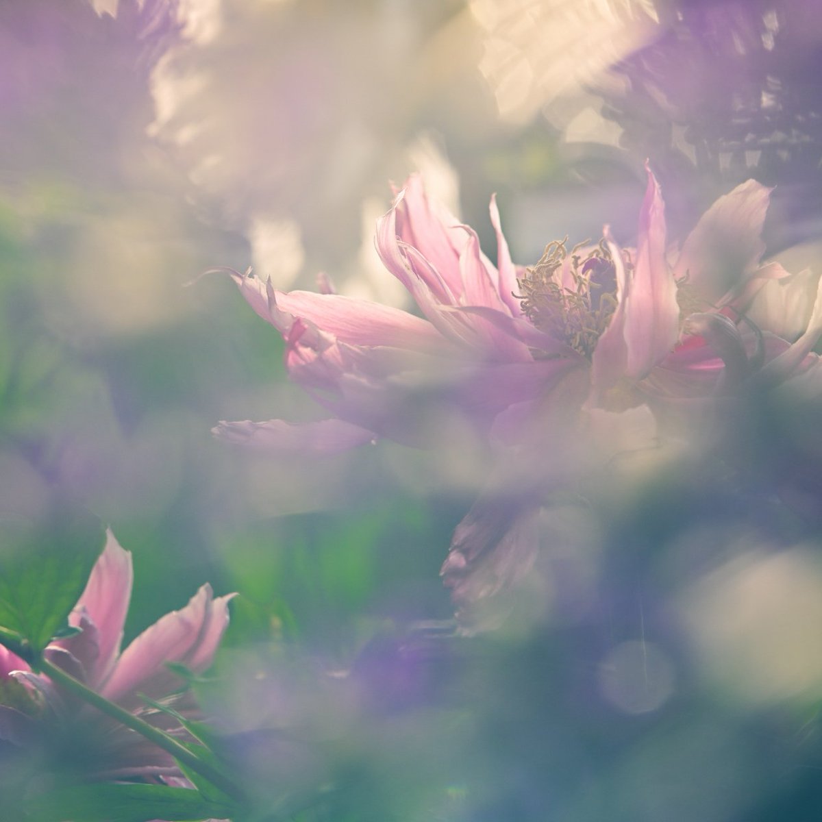 ikefukurouANZUU's tweet image. #ファインダー越しの私の世界
Camera: #Nikon Z7II
上野東照宮ぼたん苑
昨日までの PictureControl は Portrait 。
今回はToyに変更して。ちょっと濃いめになる緑とかが好きなルック。