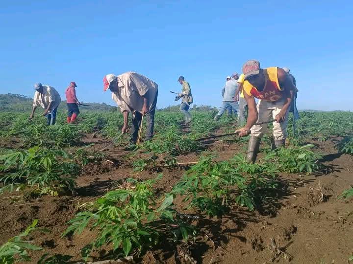 #ANAPCuba, el bloqueo imperialista no  podrá quebrar la voluntad del campesinado, #CubaEstáFirme así trascende en la finca de Lilian y familia,  
#100AñosConFidel
#CubaEstáFirme  
<a href="/DiazCanelB/">Miguel Díaz-Canel Bermúdez</a>
<a href="/PartidoPCC/">Partido Comunista de Cuba</a>
<a href="/DrRobertoMOjeda/">Dr. Roberto Morales Ojeda</a>
<a href="/RamnMonte1/">José Ramón Monteagudo Ruiz</a>
<a href="/FelixDuarteOrte/">Félix Duartes Ortega</a>
<a href="/SarduyYamila/">Yamila Sarduy Martínez</a>
<a href="/YoelPalmero3/">Yoel Palmero</a>