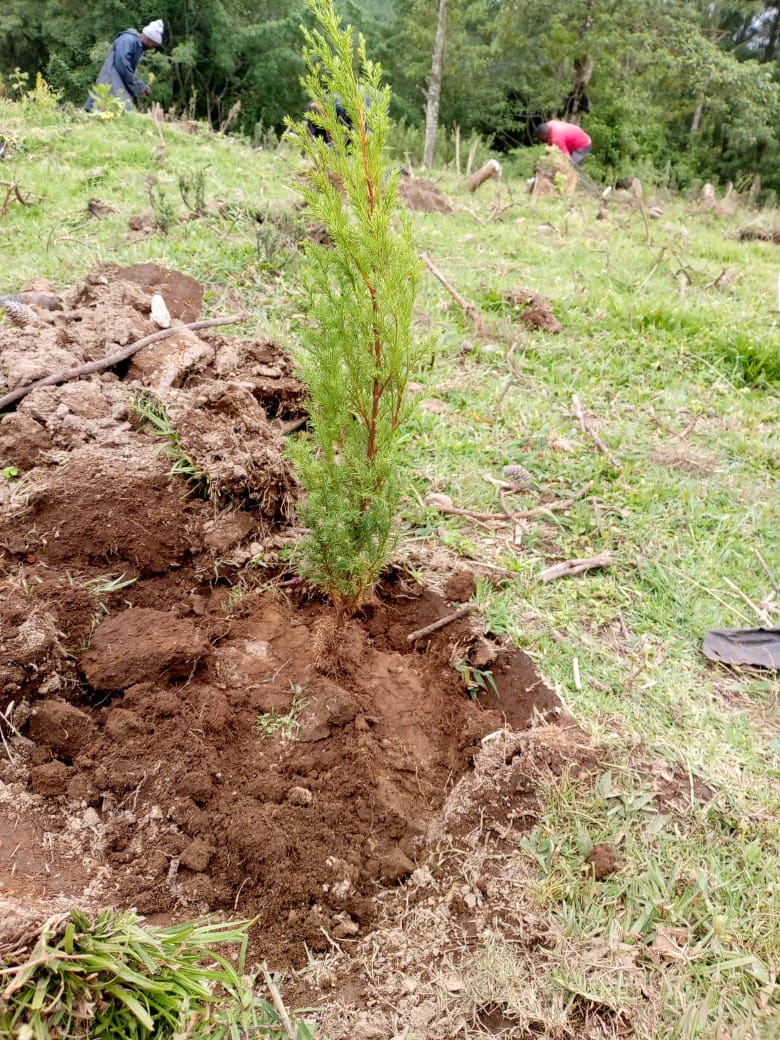 Kijabe Environmental Volunteers tweet media