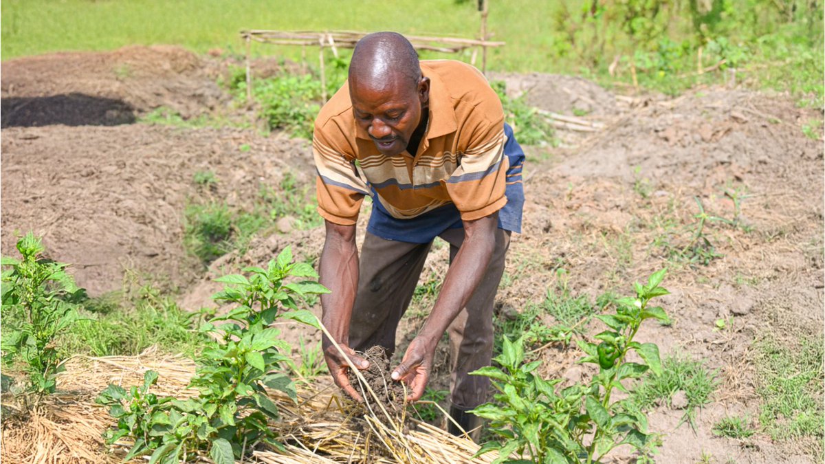 GOAL_Global's tweet image. In Uganda’s Busoga region, farmer Mulondo Yasid doubled his agricultural yield after joining GOAL’s #INSPIRE project. Now, he shares those skills with others, creating ripple effects across his community. 🌾

Read more ➡️ hubs.ly/Q04cZtpk0

@GOALUganda
