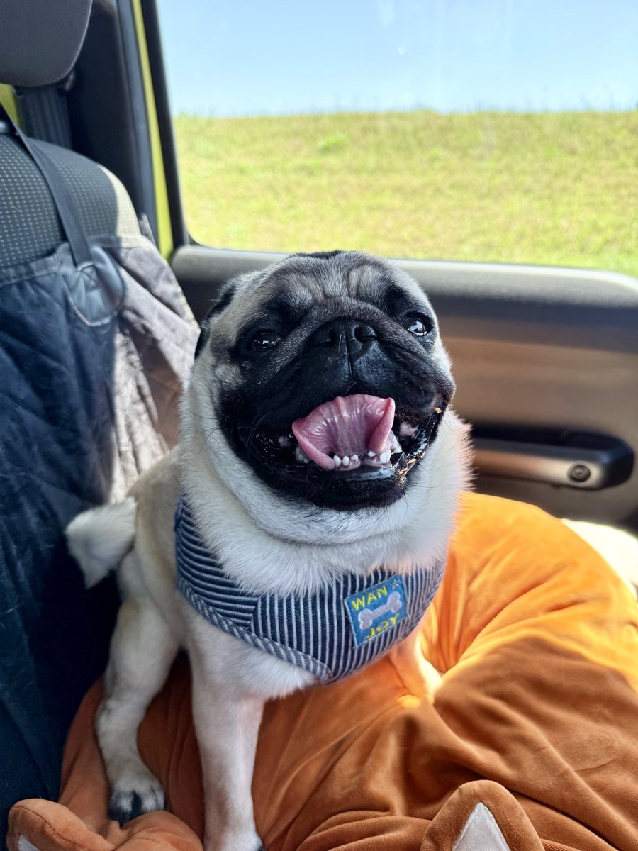 saradako's tweet image. こんな笑顔を向けてくれてありがとう🫶
パグの飼い主じゃなくて
パクが飼い主です🤗

#パグ
#pug