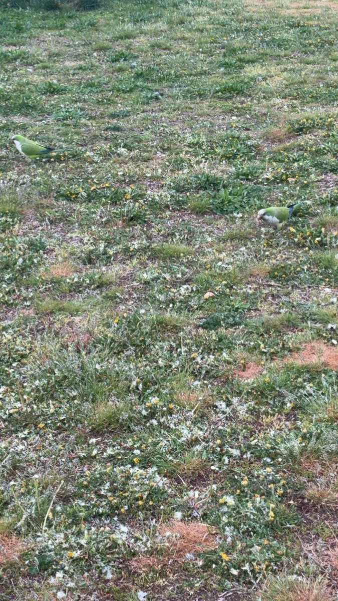 ItzXternal's tweet image. Found some weird birds at the park this morning, I have no clue what they are, but they look cool

#birds #nature #exploration #chillvibes