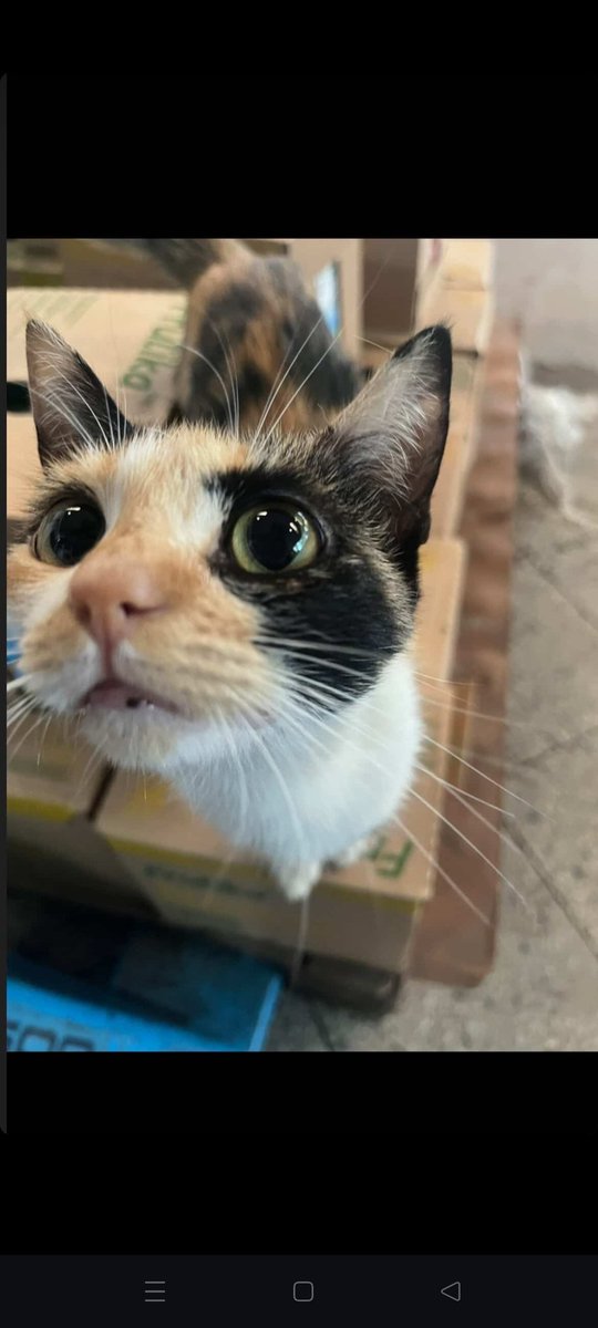 CheaibRodas's tweet photo. Ayuda gatuna porfa! Buscamos un hogar responsable que llene de amor a esta gatita. Vive en la oficina pero ya no le permiten quedarse por mas tiempo 😭😭 Favor rt @IsabelMezquita4 @koalandeMichi @perdidospy @Ayudandopeludos https://t.co/yh5KB6Ha4n