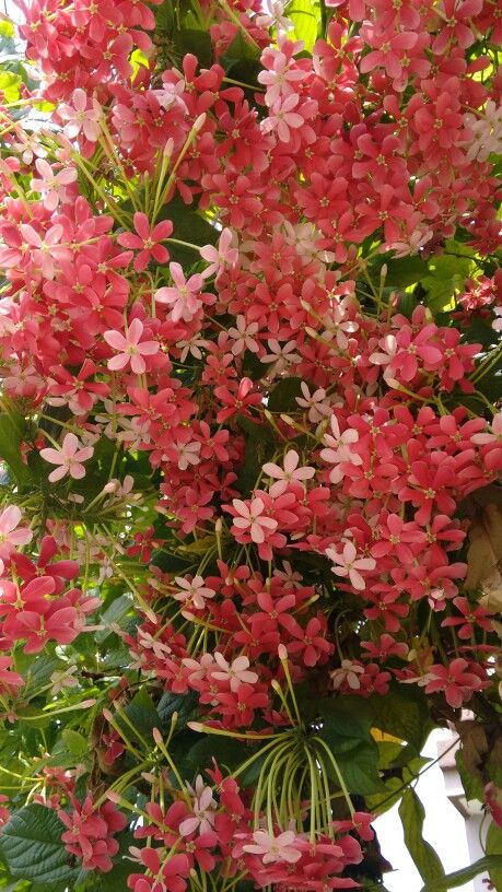 Flowers Life tweet media