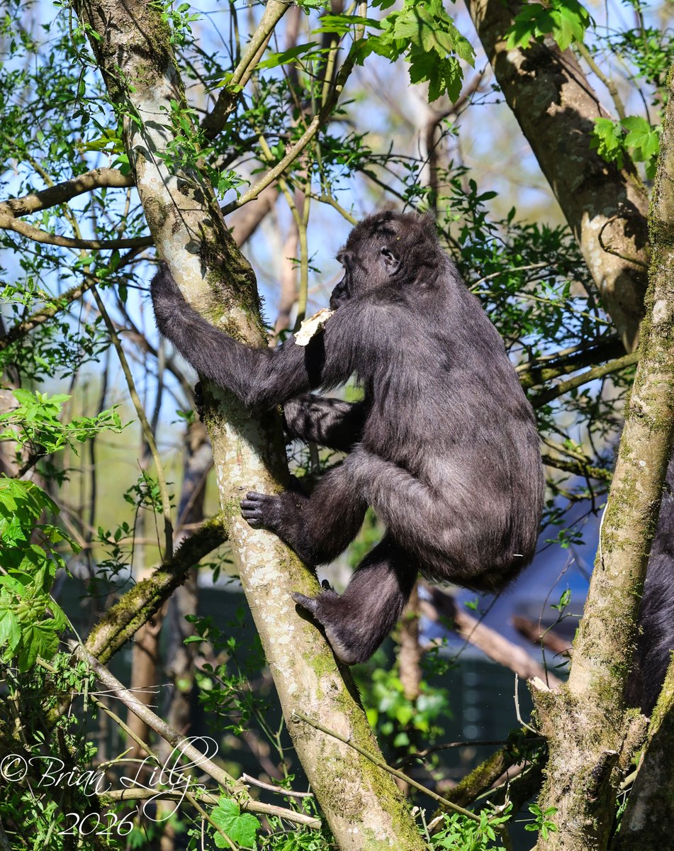 brglilly's tweet image. Hasani climbing down a tree with a piece of bark in his mouth @briszooproject #gorilla #primates