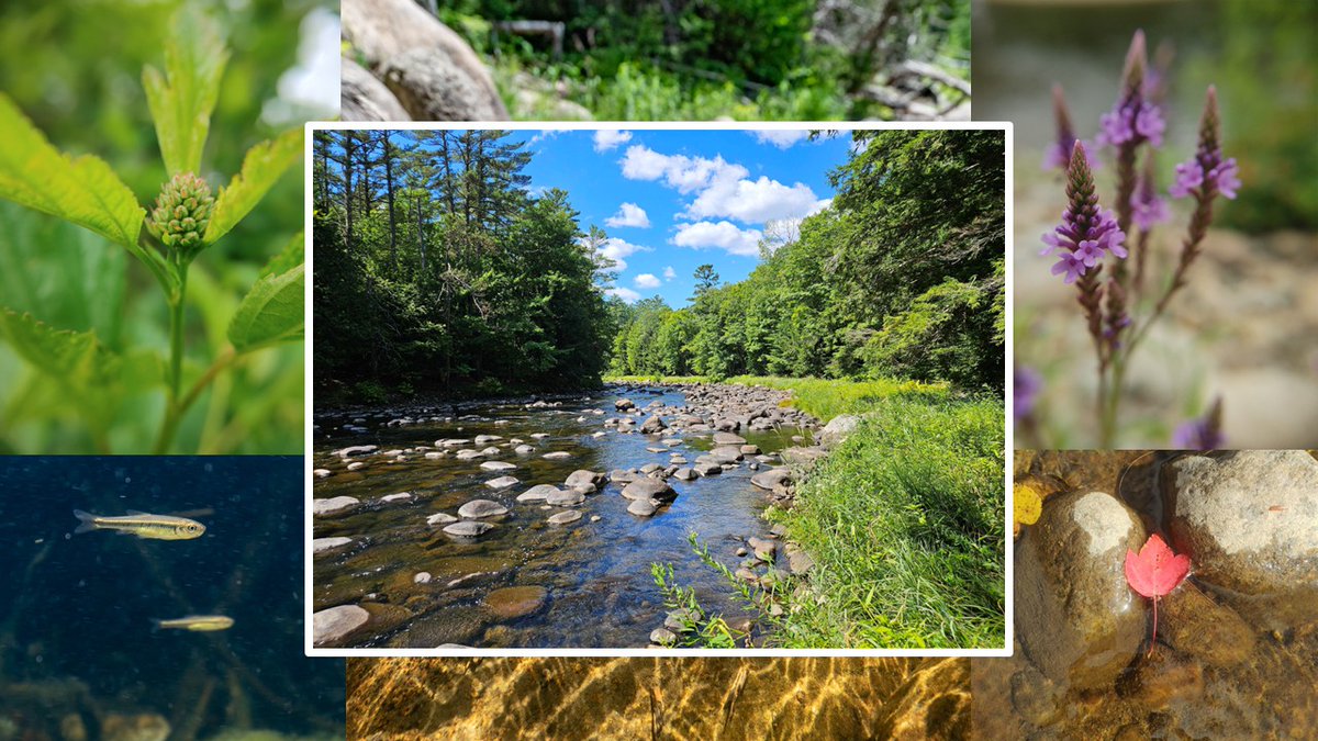 ausablecenter's tweet photo. Happy Earth Day! 💙🌎💚
🥀🌱As the landscape awakens this spring, we are energized for another field season and more opportunities to work alongside you, our community, to protect Adirondack freshwater ecosystems for generations to come. 💧💙 https://t.co/17XHJpnmQx